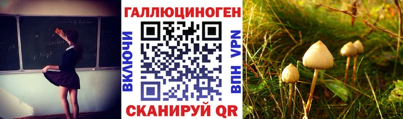 где продают Курлово mega ТОР Галлюциногенные грибы MAGIC MUSHROOMS